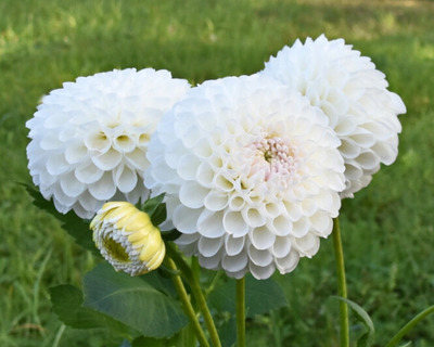 white ball dahlias