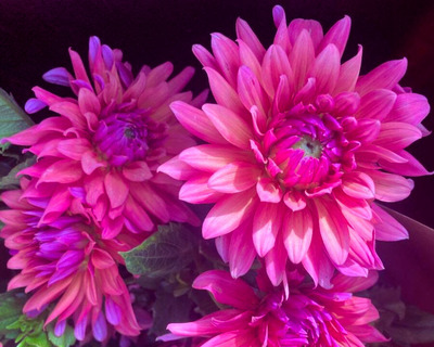 flip flop pink dahlias