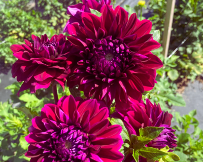 diva dahlia blooms