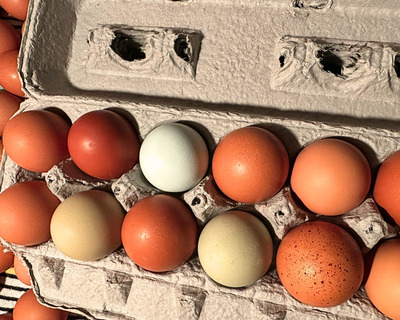 pastured gmo free eggs from drover hill farm