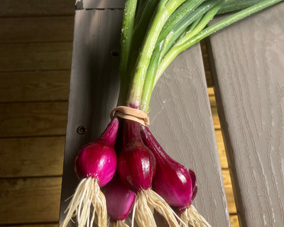 vermont grown organic red spring onions