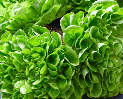 panisse lettuce organic vermont