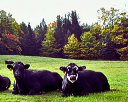 cows in pasture