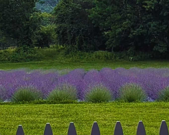 rows of Vermont grown lavender