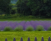 rows of Vermont grown lavender