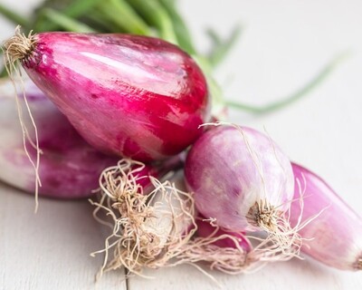 red long of tropea onion bunch organic vermont