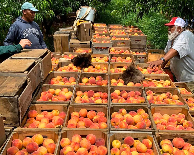 klein's kill fruit farm new york