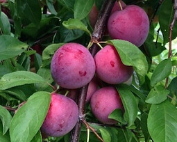 red plums IPM NY State