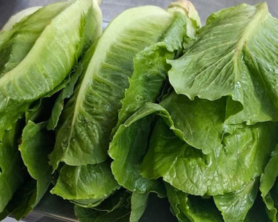 organic vermont grown romaine hearts