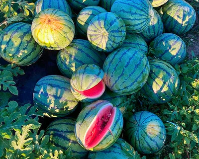 massachuestts grown red starlight watermelon