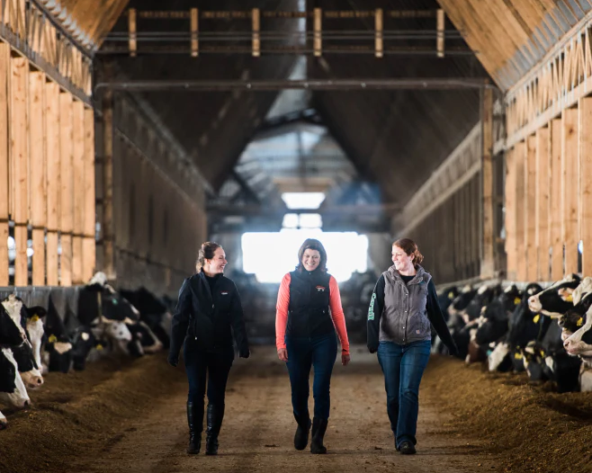 argyle cheese farmer and ideal dairies NY state
