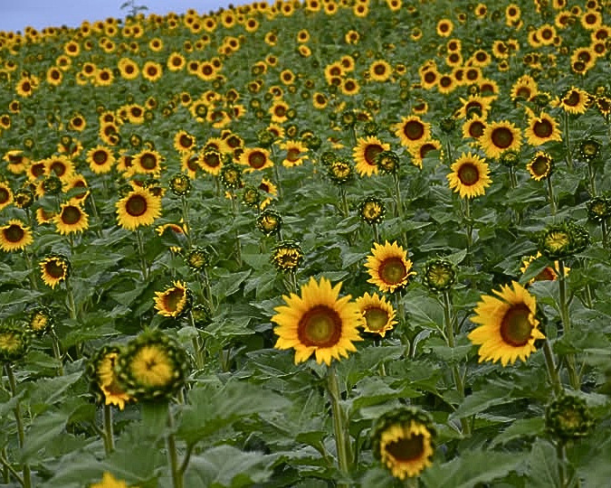 field of sunflowers fonte puro new york