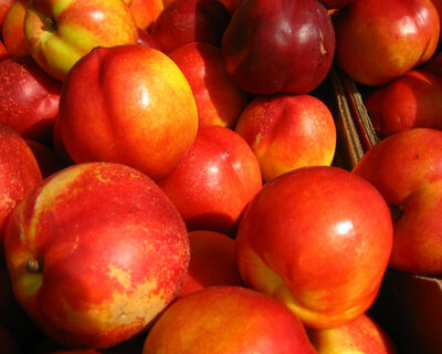nectarines 