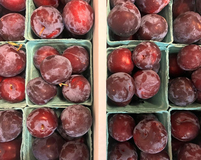 eco vermon santa rosa plums