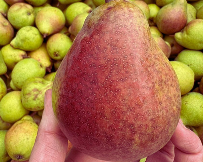 vermont eco certified clapp's favorite heirloom pear