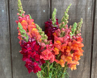 a bunch of new england grown organic snapdragons