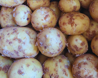 fresh baby new gold potatoes
