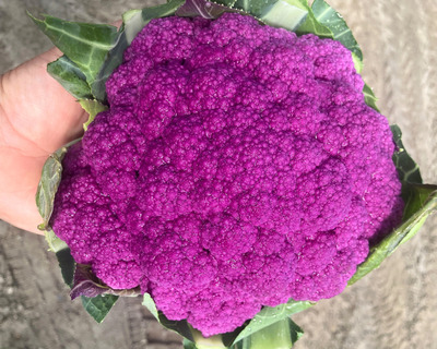 organic vermont grown purple cauliflower