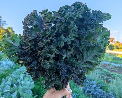 vermont organic purple curly kale