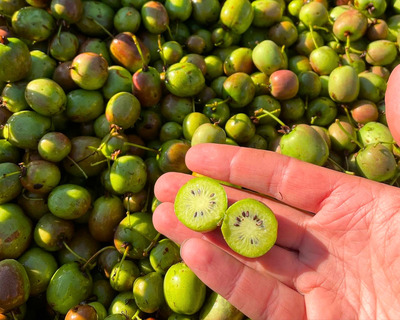 organic new england grown kiwiberries