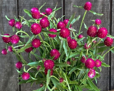 new england grown gomphrena bunch
