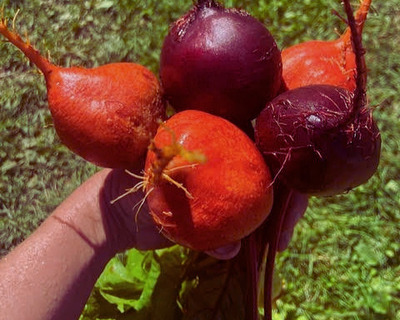 organic vermont grown bunched red and gold beets