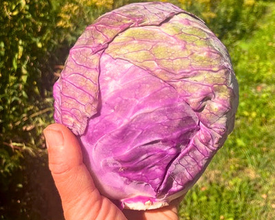new rose cabbage prganic vermont
