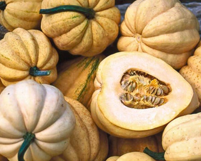 thelma sanders heirloom squash organic vermont