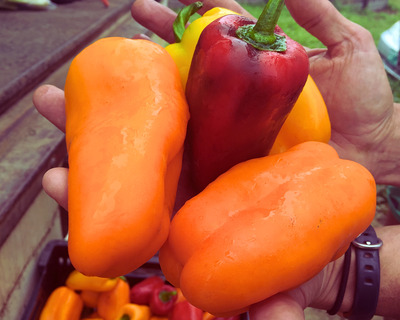 Vermont organic Italian fryng peppers