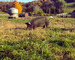Sugar Hill Farm, NY