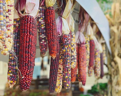 bunches of decrative heirloom corn