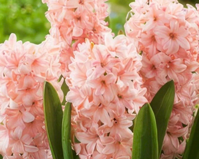 china pink hyacinth blooms