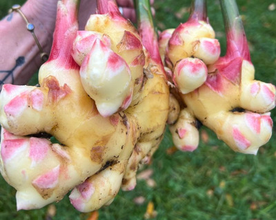fresh vermont grown organic ginger