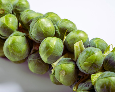 organic vermont brussels sprouts stalk