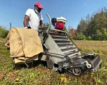 dom of fresh meadows farm, mass, dry harvesting organic heirloom cranberries