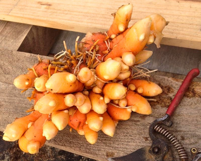 organic mass grown turmeric